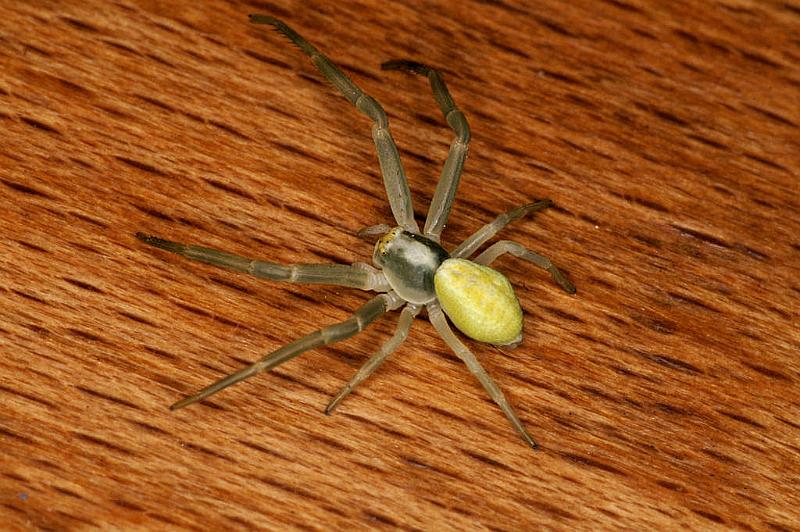 Misumena_vatia_D4857_Z_90_Les Gris_Frankrijk.jpg